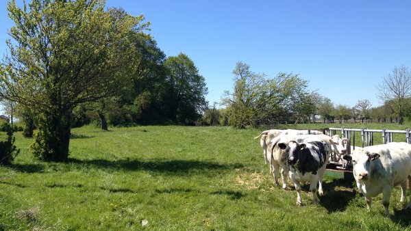 La Chaussée Romaine et ses tumuli à Omal (Geer)