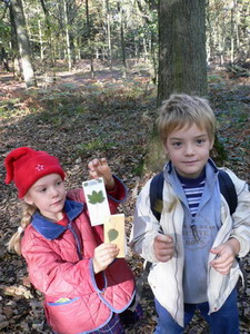 Bois de Courrière (Assesse)