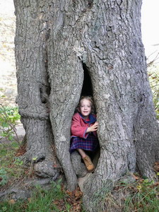 Arbre creux à Jassogne 