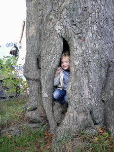 Arbre creux à Jassogne (Assesse) 