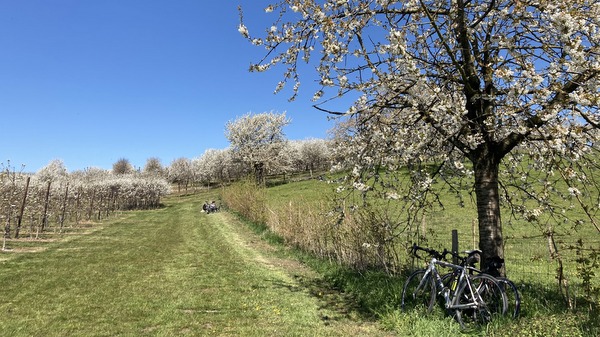 Vergers en fleurs autour de Borgloon