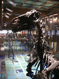 Les dinosaures au museum d'histoire naturelle