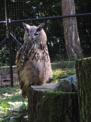 Le domaine animalier des grottes de Han