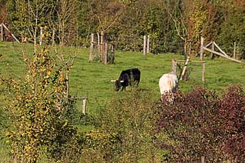 Ferme d'animaux rustiques