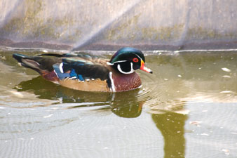 Canard mandarin au Parc animalier de la Reid