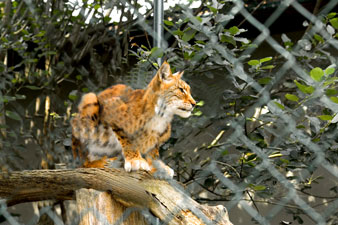 Parc animalier de la Reid, le lynx