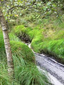 Promenade dans les Hautes Fagnes