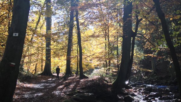 Vallée de la Hoëgne en automne