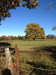 Vallée de la Hoëgne en automne