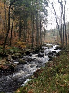 Vallée de la Hoëgne en automne