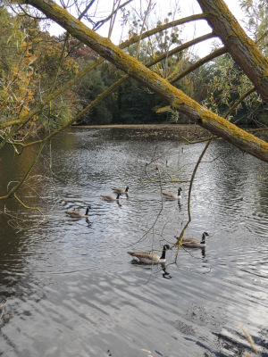 Promenade nature à Jambes