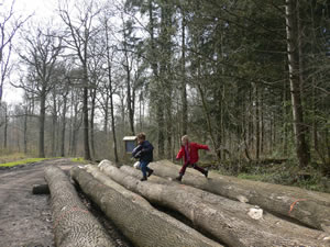 Promenade dans la forêt de Marche-les-Dames