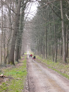 Promenade dans la forêt de Marche-les-Dames