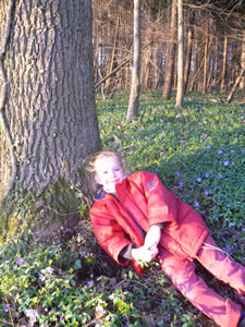 Pervenches dans le Bois de Molu