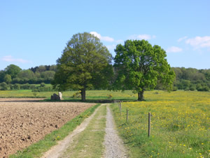 Le site des menhirs d'Oppagne