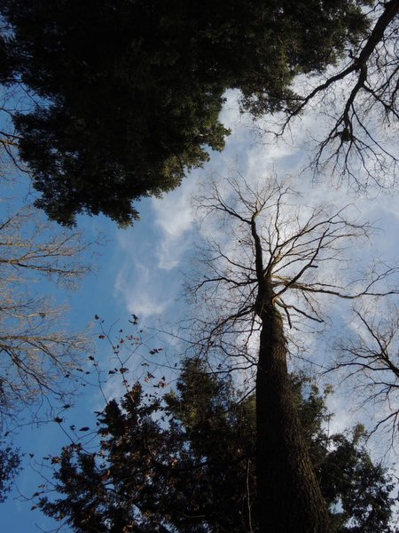 Arboretum de Forrières