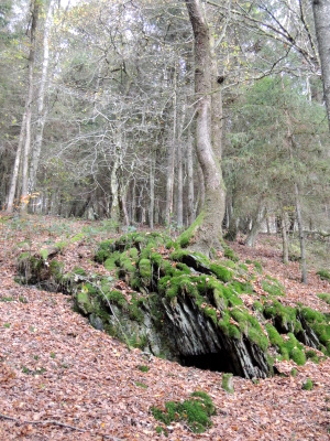 Tour du Lac de Nisramont