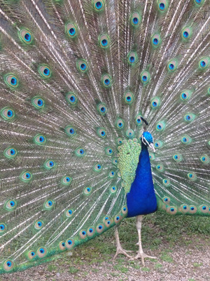 Pairi Daiza, le jardin des mondes