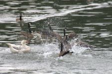 avifaune du parc de la plante