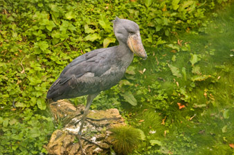 ce drôle d'oiseau nous souhaite la bienvenue